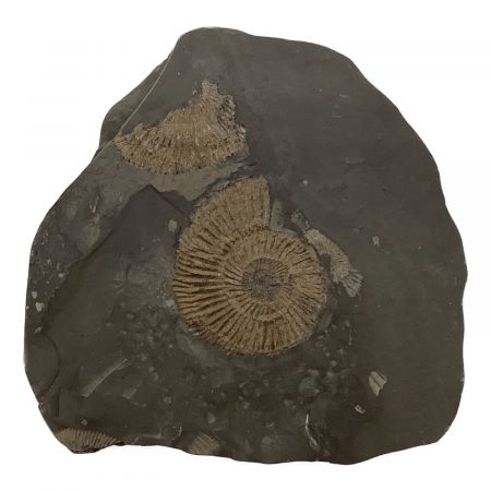 マルフミガイの化石を含む特別な石