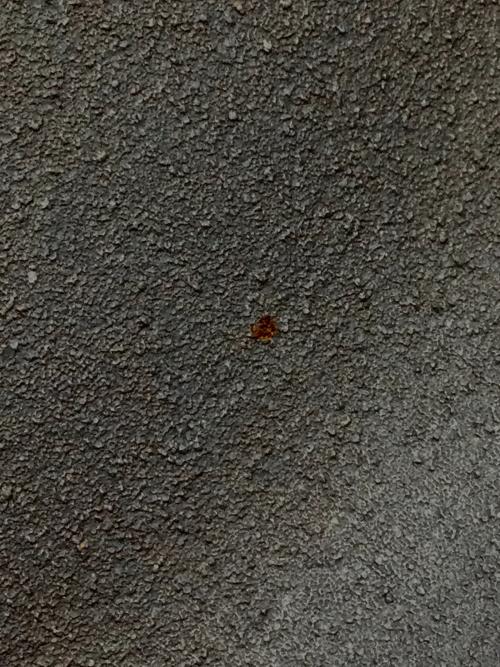 石川鋳造　omoiのフライパン 24cm（深型）