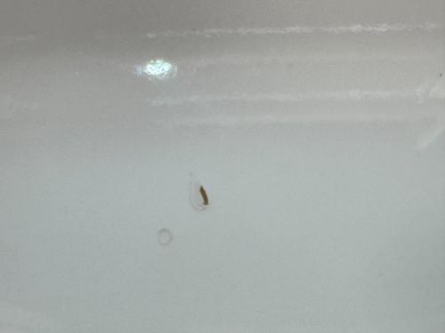 ligne roset (リーンロゼ) ローテーブル ブラウン×ホワイト NEEDLE