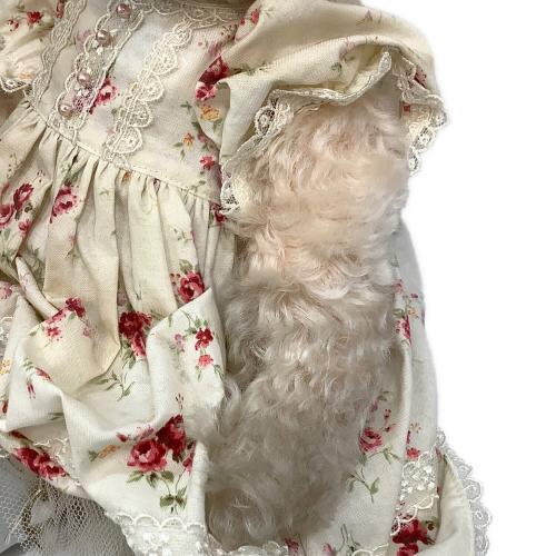 Steiff (シュタイフ) マドモワゼル・アキコ テディベア ヌイグルミ 676086