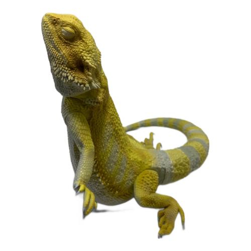 バンダイナムコ フトアゴヒゲトカゲ おやすみブックスタンド