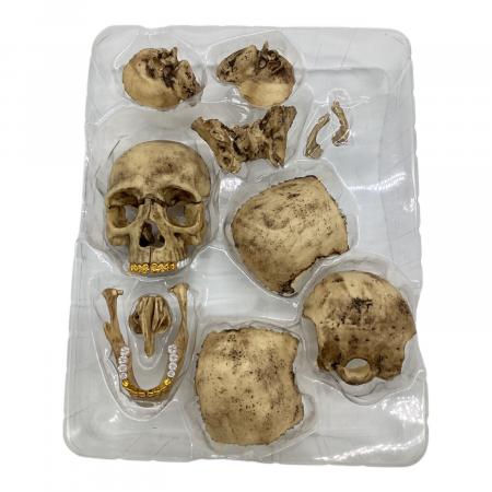 Supreme(シュプリーム) 4D Model Human Skull（4D モデル ヒューマン