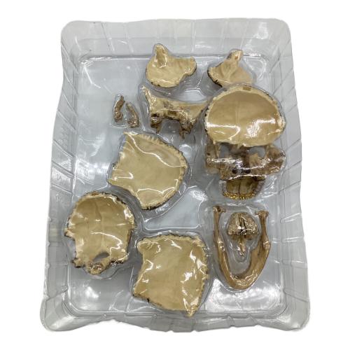 Supreme(シュプリーム) 4D Model Human Skull（4D モデル ヒューマン スカル）