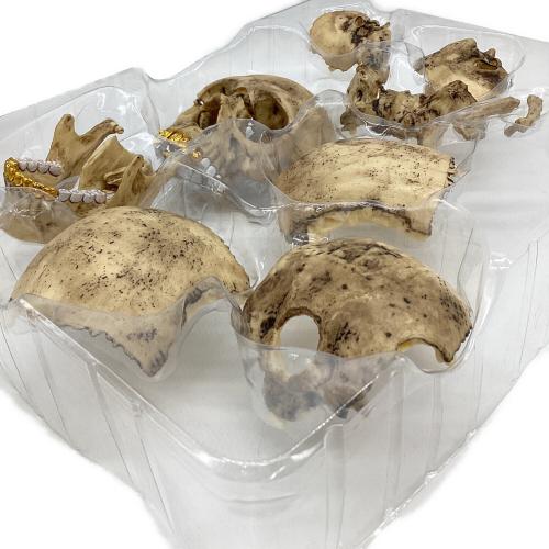 Supreme(シュプリーム) 4D Model Human Skull（4D モデル