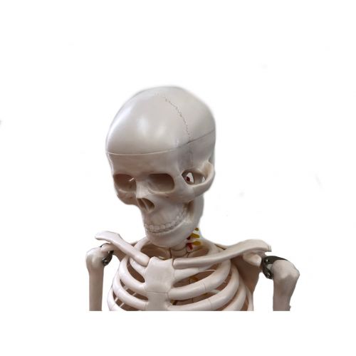 医学玄人 (イガクロ) 全身骨格模型　1/2サイズ