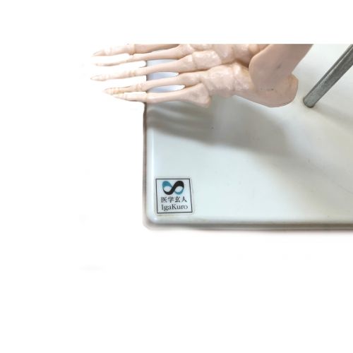 医学玄人 (イガクロ) 全身骨格模型　1/2サイズ