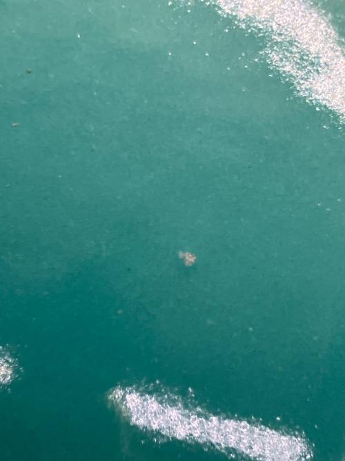 LE CREUSET (ルクルーゼ) ココット・エブリィ ホーロー鍋 18cm ミント インナーリッド付