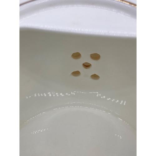 Wedgwood (ウェッジウッド) スモールティーポット