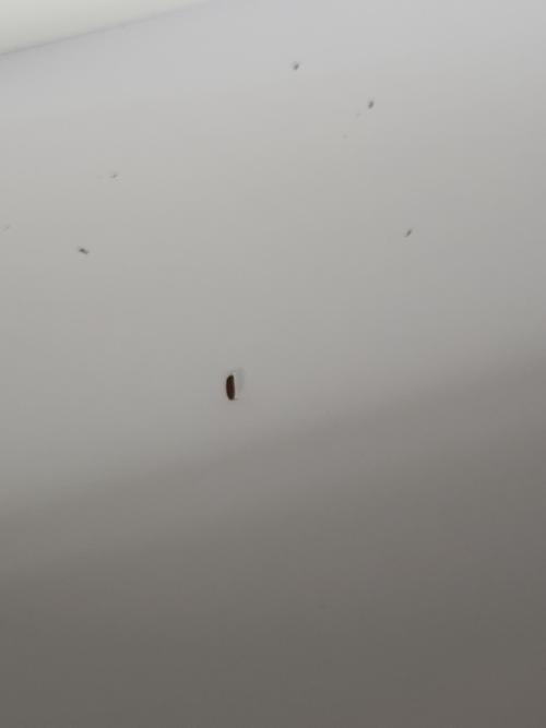 ニトリ ローボード ライトグレー 幅210cm 60H+60G+60G+30T GY