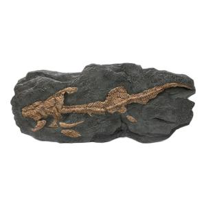 STAR ACE 化石レプリカ ワンダーズ オブ ザ ワイルド ダンクルオステウス