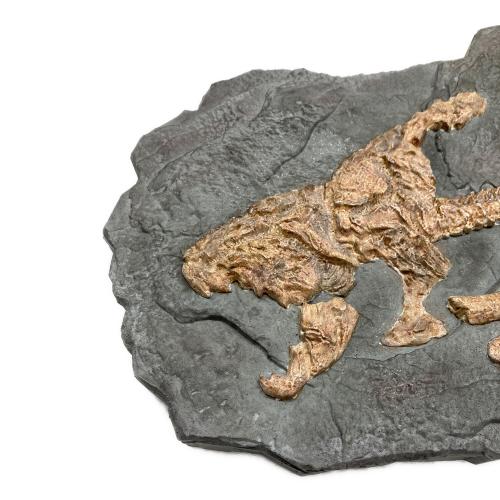 STAR ACE 化石レプリカ ワンダーズ オブ ザ ワイルド ダンクルオステウス