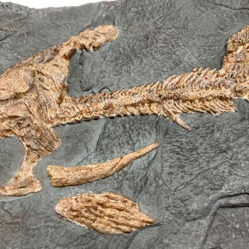 STAR ACE 化石レプリカ ワンダーズ オブ ザ ワイルド ダンクルオステウス