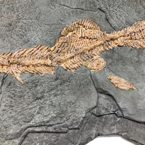 STAR ACE 化石レプリカ ワンダーズ オブ ザ ワイルド ダンクルオステウス