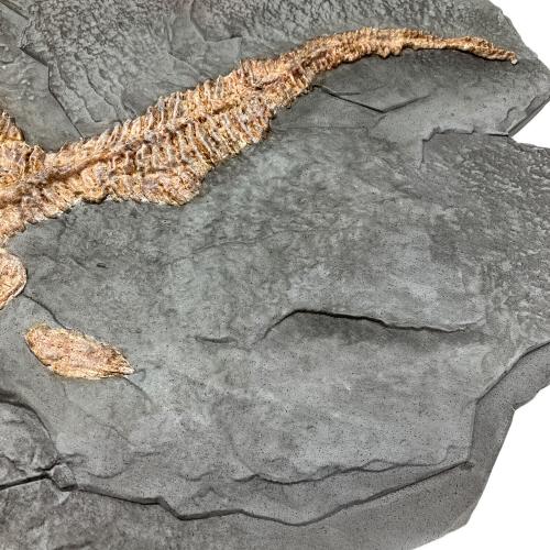 STAR ACE 化石レプリカ ワンダーズ オブ ザ ワイルド ダンクルオステウス