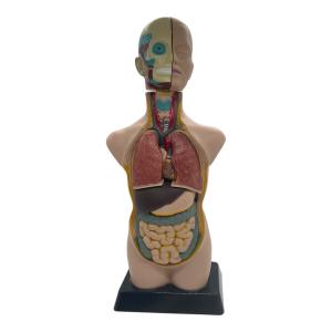 模型 卓上サイズ・サイズ：48ｃｍ Fc右1039 エデュトイ トルソー型 人体模型 エデュトイ Fc1039