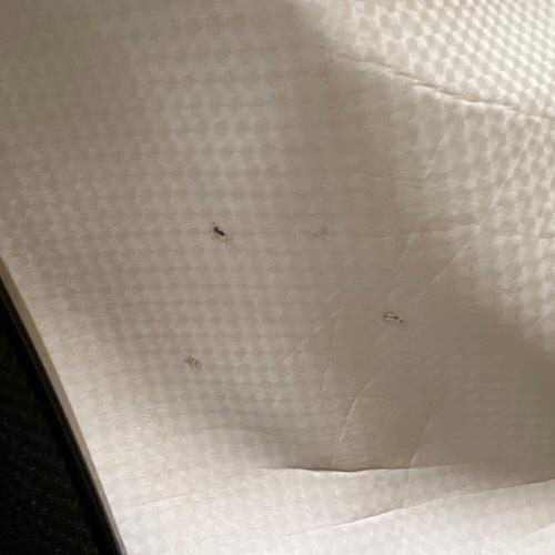 HONMA (ホンマ) キャディバッグ ホワイト×ブルー×レッド