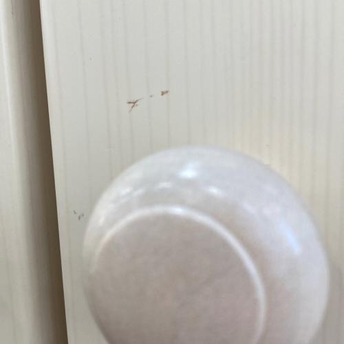 ニトリ ワードローブ ベージュ 2枚扉 マグナ