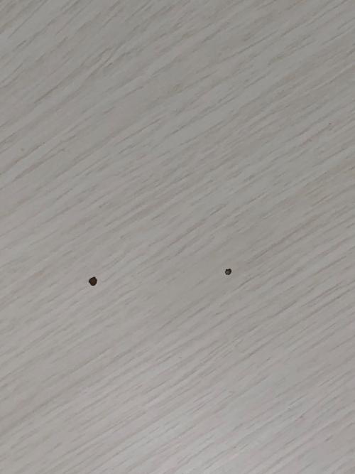 ニトリ コタツ NV02 2024年製