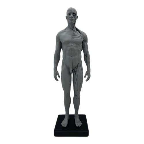 AnatomyTools Male 1:6 Flesh/Anatomy fig v.2 flesh & superficial muscle トルソー（解剖参照ツール） 男性：筋肉