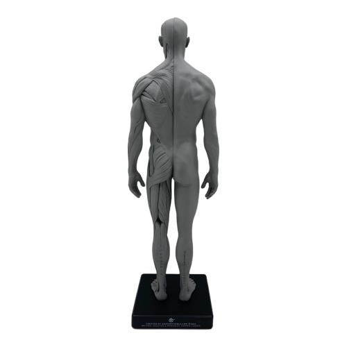 AnatomyTools Male 1:6 Flesh/Anatomy fig v.2 flesh & superficial muscle トルソー（解剖参照ツール） 男性：筋肉