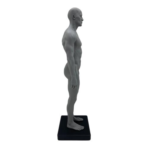 AnatomyTools Male 1:6 Flesh/Anatomy fig v.2 flesh & superficial muscle トルソー（解剖参照ツール） 男性：筋肉