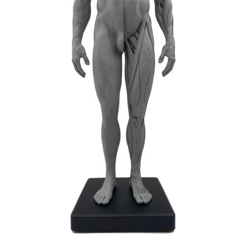 AnatomyTools Male 1:6 Flesh/Anatomy fig v.2 flesh & superficial muscle トルソー（解剖参照ツール） 男性：筋肉