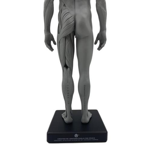 AnatomyTools Male 1:6 Flesh/Anatomy fig v.2 flesh & superficial muscle トルソー（解剖参照ツール） 男性：筋肉
