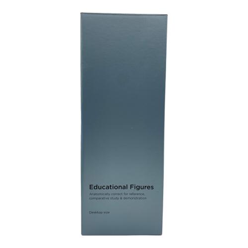 AnatomyTools Male 1:6 Flesh/Anatomy fig v.2 flesh & superficial muscle トルソー（解剖参照ツール） 男性：筋肉