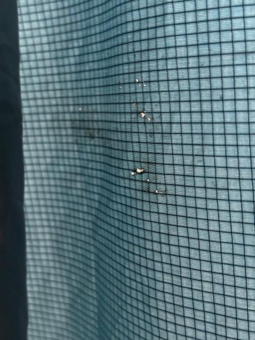 mont-bell (モンベル) ソロテント  1122686 ムーンライトテント2 約150×220×110cm 1～2人用