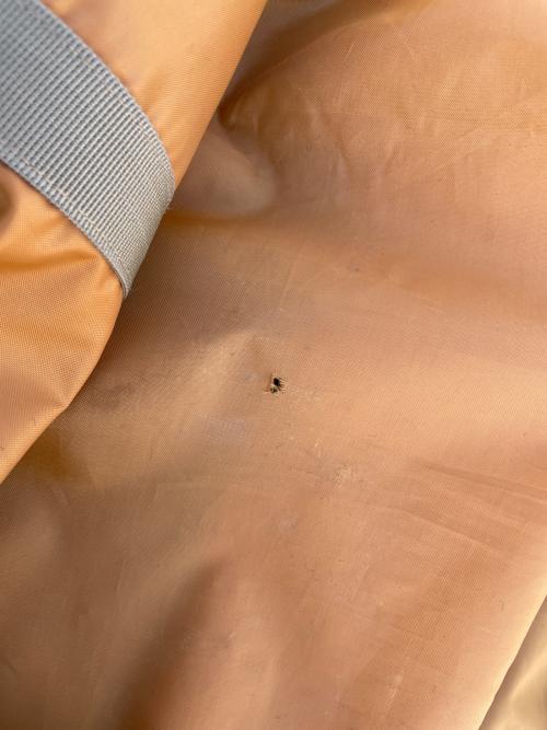 Coleman (コールマン) ロッジテント 2000032596 フライベタツキ小・製品タグ切れ有 復刻品 ビラデルマーリバイバル