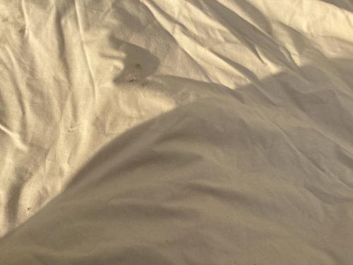 SABBATICAL (サバティカル) シェルター 小穴有 モーニンググローリーTC