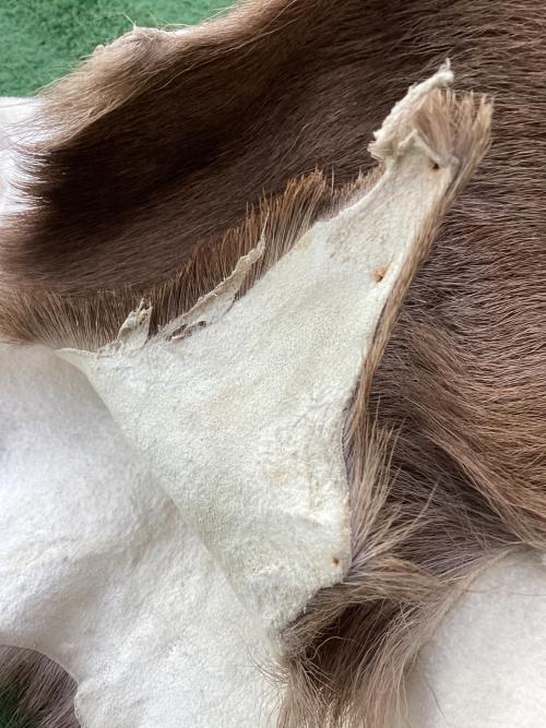 北海道阿寒吉田屋物産 ラグマット 最大寸法目安160×100㎝ 北海道産エゾ