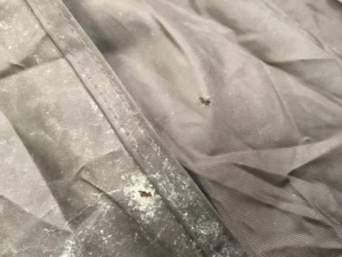 Coleman (コールマン) ツールームテント 4Sワイド 2ルームカーブ 約580×350×200(h)cm 3～4人用